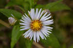 Purplestem aster